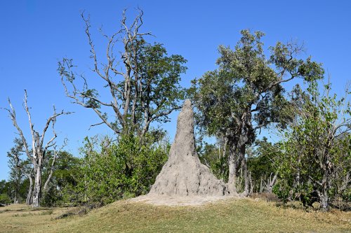 Moremi Game Reserve (Botswana) -  Termitière près de Paradise Pool(VO-25-0868 E.jpg)